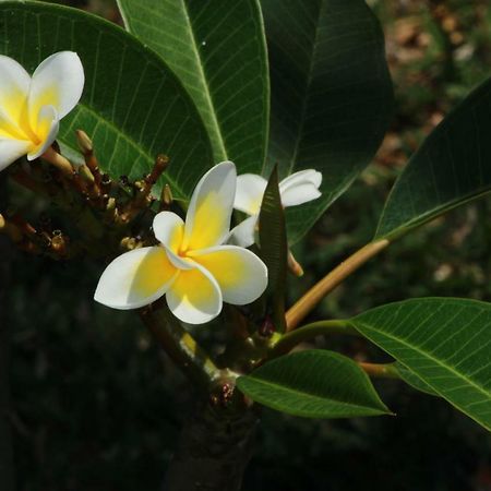 Gite Des Acacias Union Vale エクステリア 写真