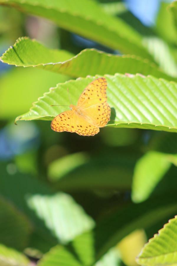 Gite Des Acacias Union Vale エクステリア 写真